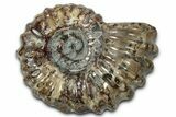 Bumpy Ammonite (Douvilleiceras) Fossil - Madagascar #343845-1